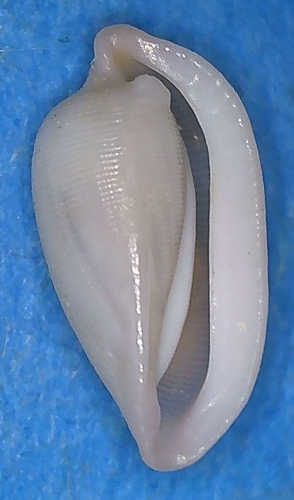 Prionovolvinae Carpiscula bullata (G. B. Sowerby II, 1848) 4_tang10