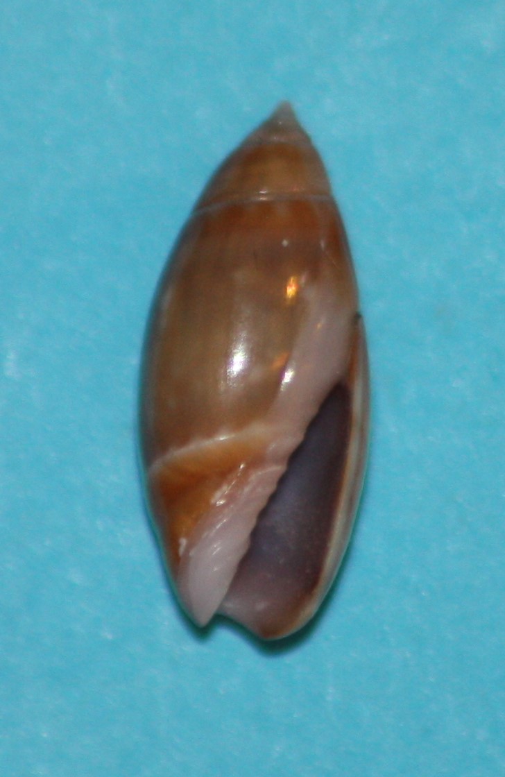 Olivella tergina - (Duclos, 1835) &  Olivella salinasensis - Bartsch,1928 5-la_e10