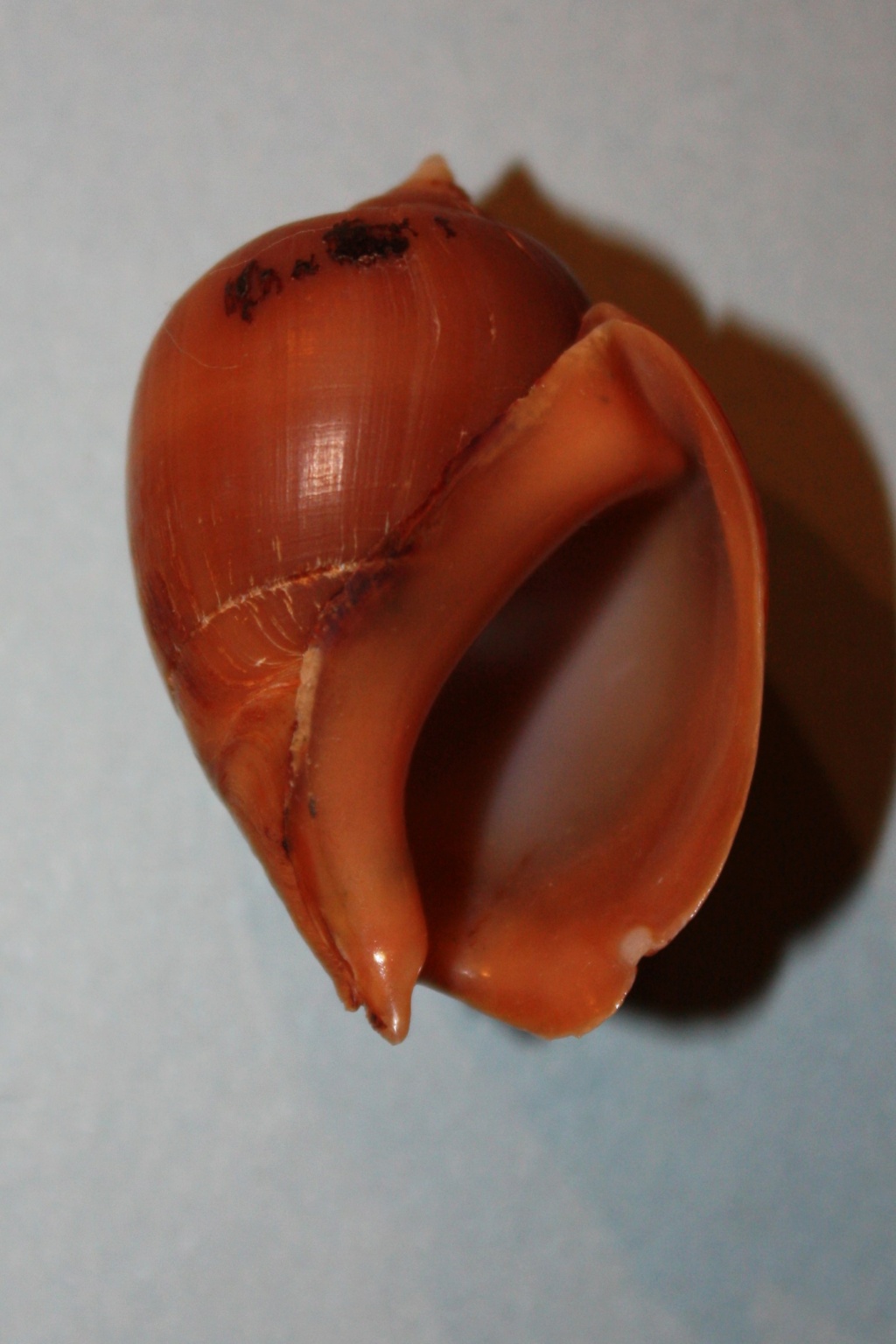 Pseudoliva crassa (Gmelin, 1791) 5-pseu10