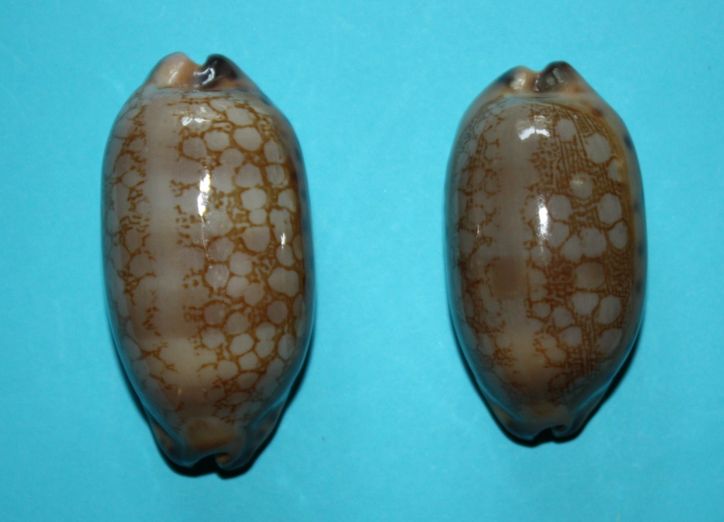 Mauritia scurra scurra - (Gmelin, 1791)  516