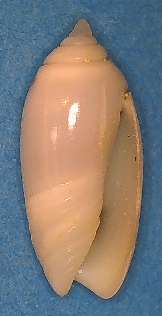 Olividae - Olivinae : Strephonella undatella undatella (Lamarck, 1811) - Worms = Oliva undatella (Lamarck, 1811)  5_stre10