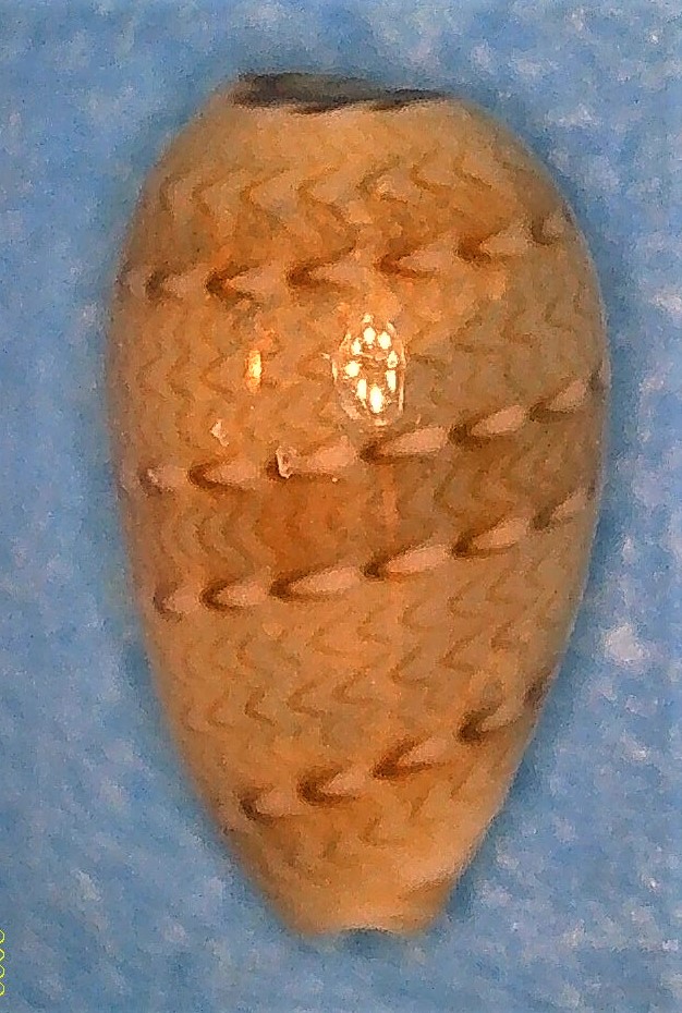 Gibberula catenata (Montagu, 1803) 5d_gib10