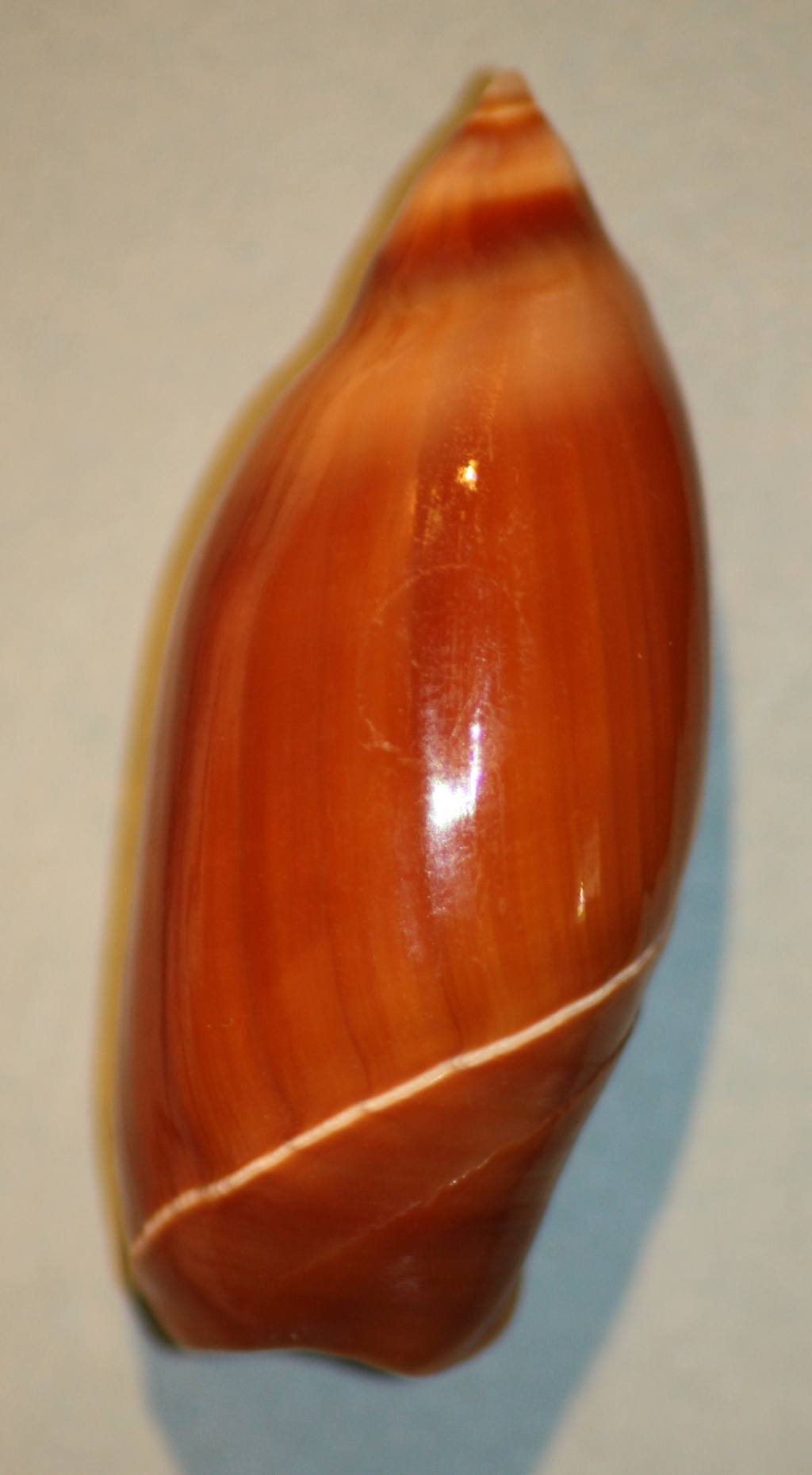 Ancilla cinnamomea Lamarck, 1801 6-anci10