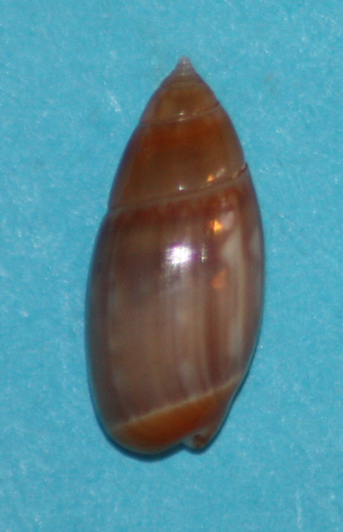 Olivella tergina - (Duclos, 1835) &  Olivella salinasensis - Bartsch,1928 619