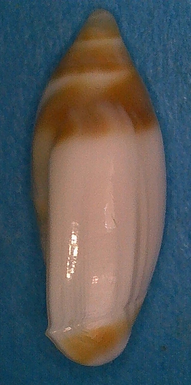 Ancilla fasciata (Reeve, 1864) 6_15_510