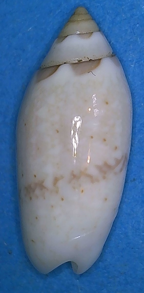 Acutoliva panniculata panniculata (Duclos, 1835) - Worms = Oliva (Acutoliva) panniculata Duclos, 1835 6_kwaj10