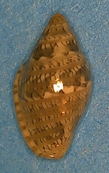 Marginella luculenta Gofas & Fernandes, 1994 6_marg11