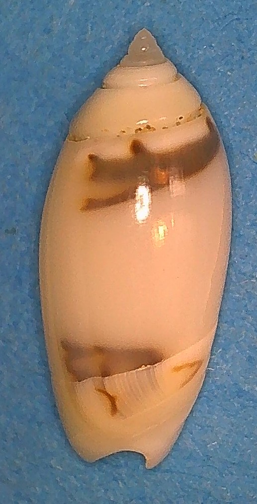 Olividae - Olivinae : Strephonella undatella undatella (Lamarck, 1811) - Worms = Oliva undatella (Lamarck, 1811)  6_mata10