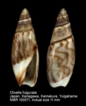 Olivella fulgurata (A.Adams & Reeve, 1850) 7-oliv11