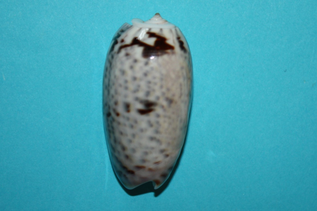 Viduoliva elegans f. hemiltona (Duclos, 1835) - Worms = Oliva elegans Lamarck, 1811 8-oliv10
