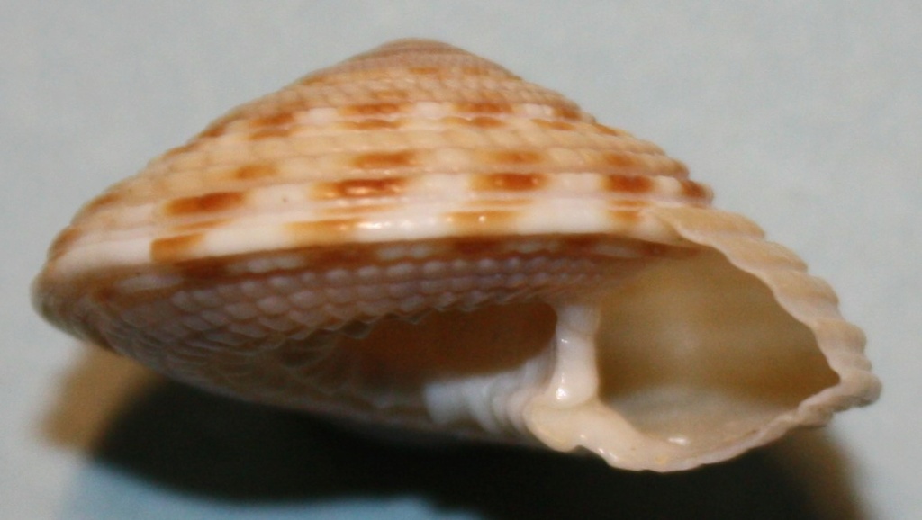 Architectonica consobrina  Bieler, 1993 8_traw11