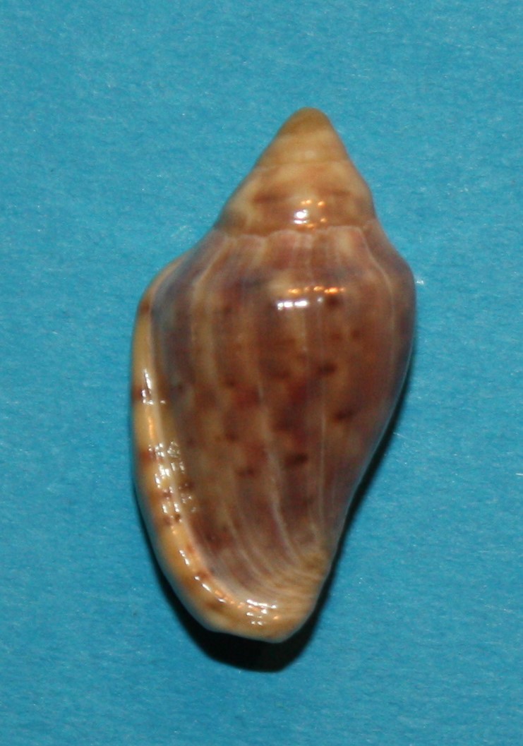 Marginella tagaroae R. Aiken, 2019 921