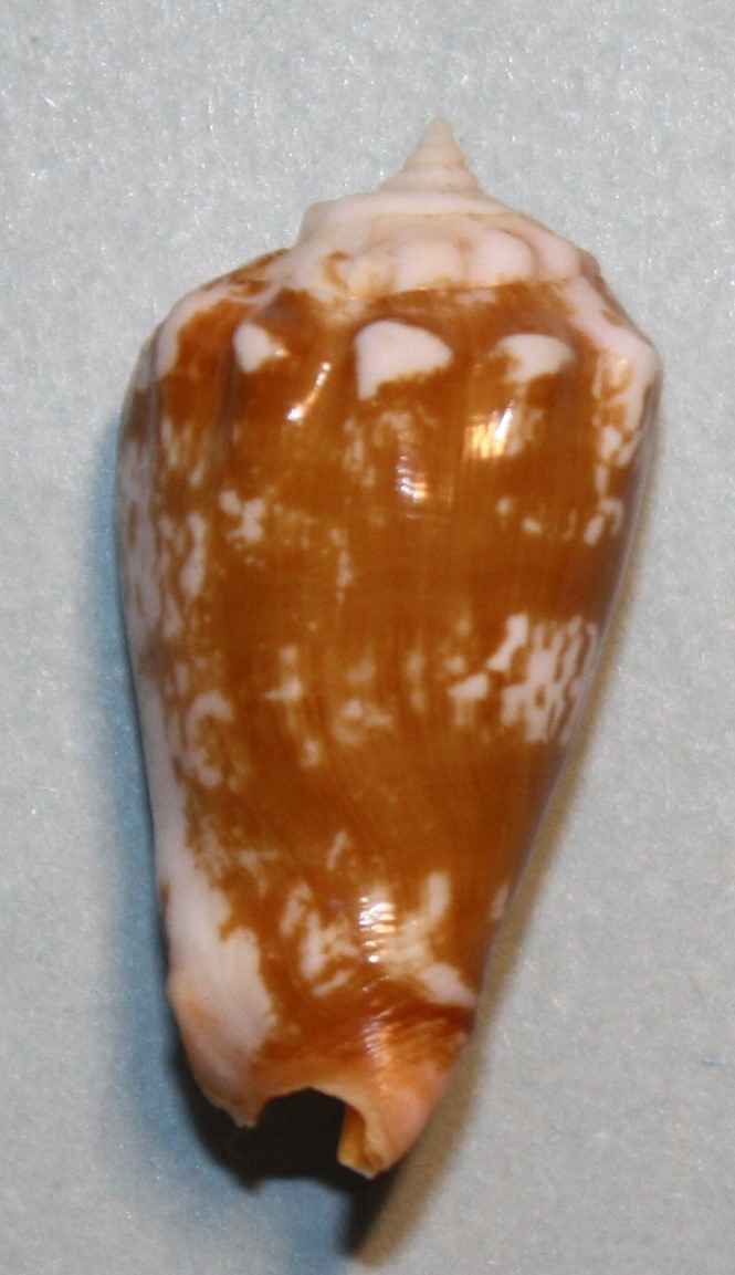 Conomurex coniformis (Sowerby II, 1842) 924
