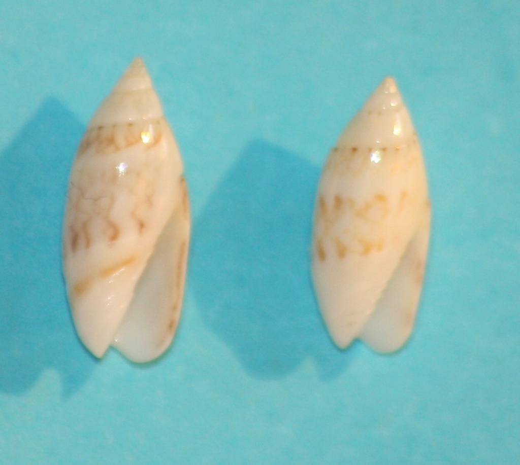 Olivella dealbata (Reeve, 1850)  voir Dactylidia mica (Duclos, 1835) 9_left10
