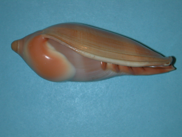 Marginellonidae Afrivoluta - Le genre, ses espèces, la planche Afrivo12