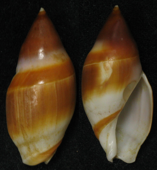 Amalda raoulensis (Powell, 1967) Amalda17