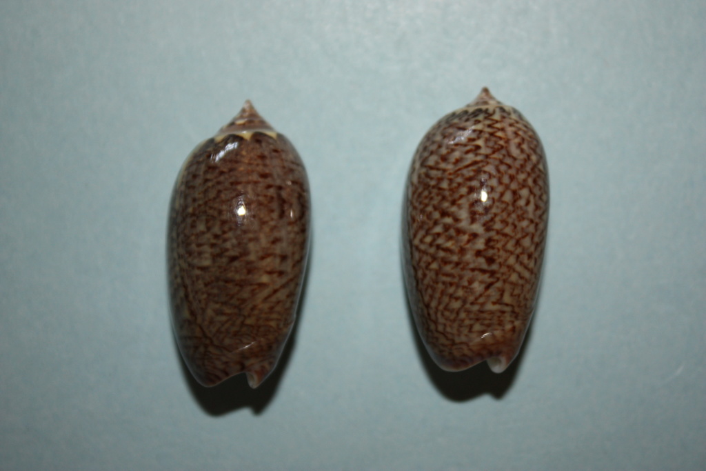 Americoliva truncata (Marrat, 1867) - Worms = Oliva truncata Marrat, 1867 Americ25