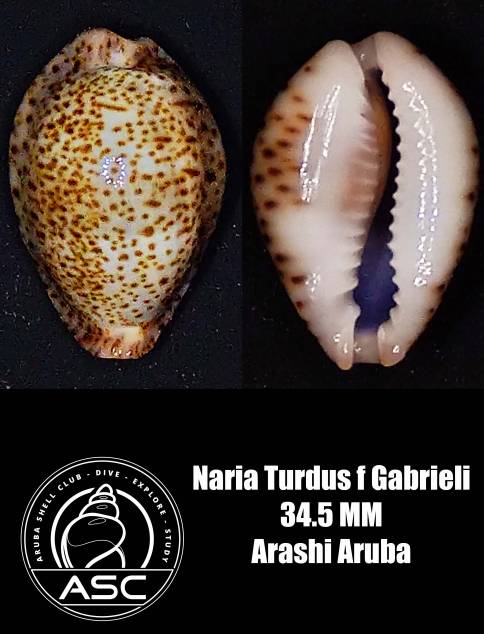 Naria turdus gabrieli Arashi10