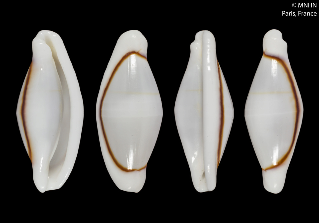 Cyphoma eludens Lorenz & J.Brown, 2015 Bennet10
