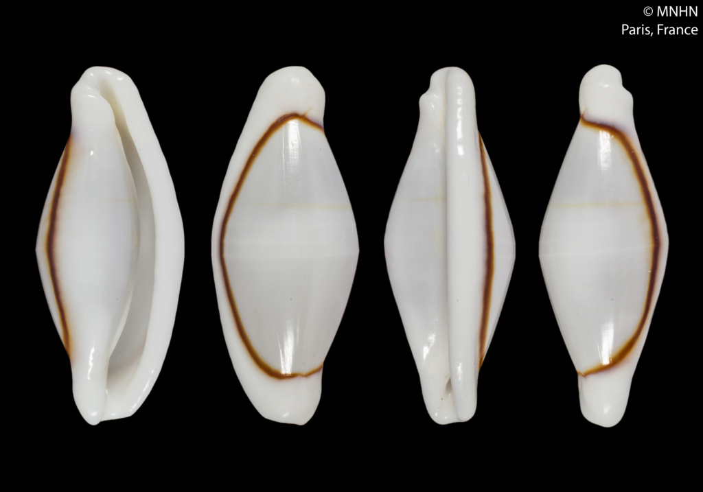 Cyphoma eludens  Lorenz & J.Brown, 2015 Bennet10