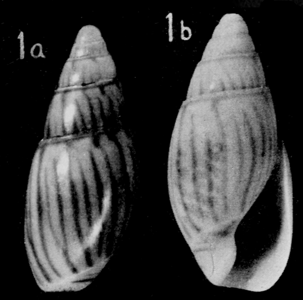 Olivella moorei Abbott, 1951 ou Callianax moorei Abbott, 1951 Callia10