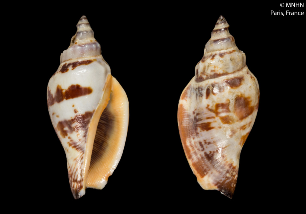 Canarium anatellum - (Duclos, 1844) Canari10