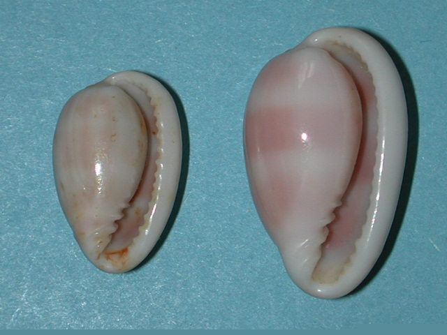 Closia sarda - (Kiener, 1834) Closia11