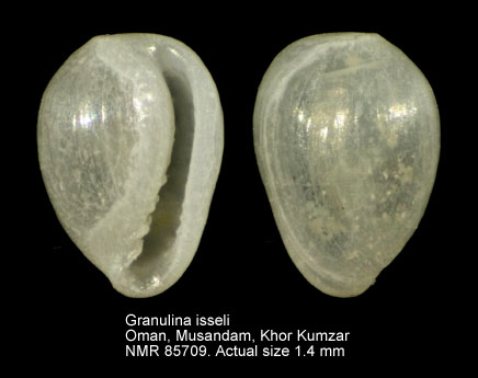   Les Granulinidae  G.A.Coovert & H.K.Coovert, 1995 Granul12