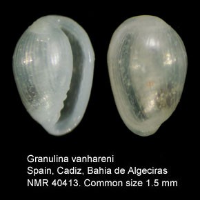 Granulina vanhareni  (Van Aartsen , Menkhorst & Gittenberger, 1984) Granul16