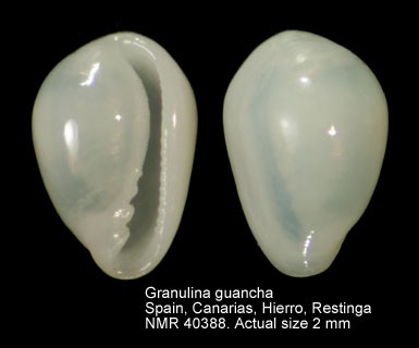 Granulina guancha  (d'Orbigny, 1840) Granul17
