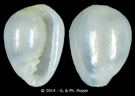 Granulina hadria  (Dall, 1889) Granul18