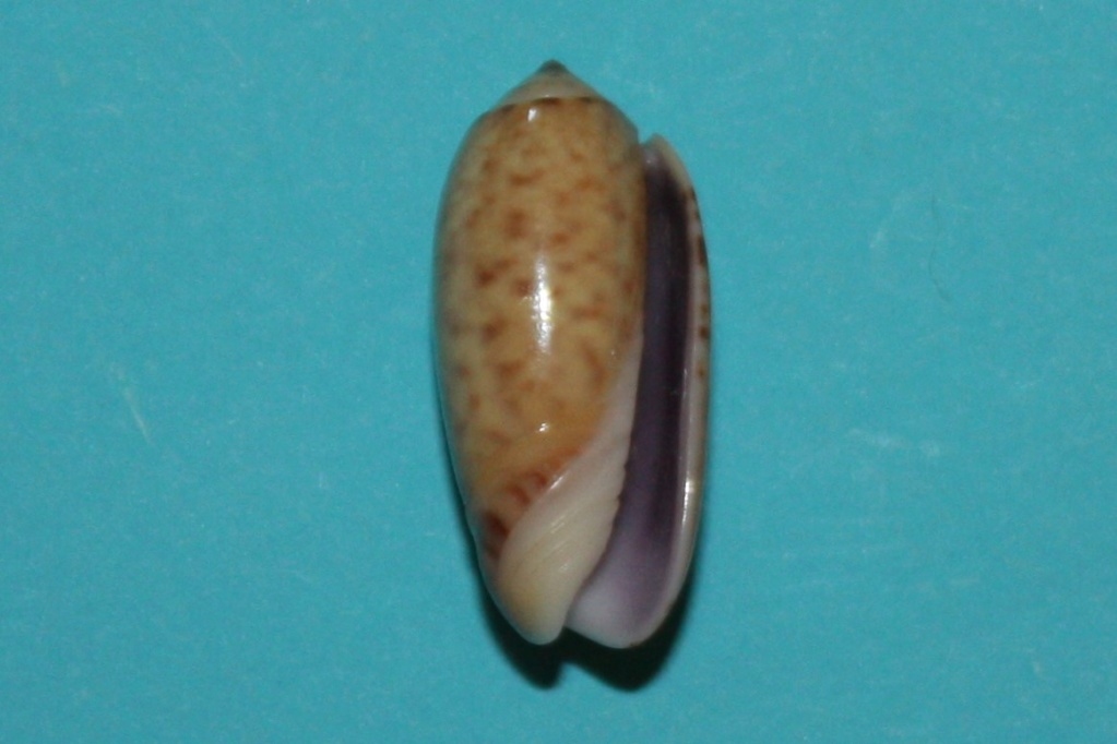 Galeola carneola f. andamanensis Bridgman, 1909 - Worms = Oliva carneola (Gmelin, 1791) Img_0019