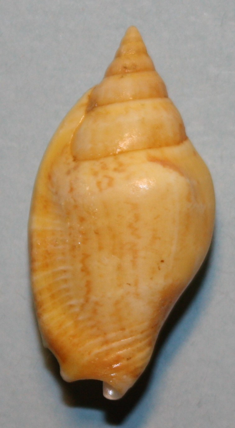 Strombidae Neostrombus fusiformis - (G. B. Sowerby II, 1842) Img_0367