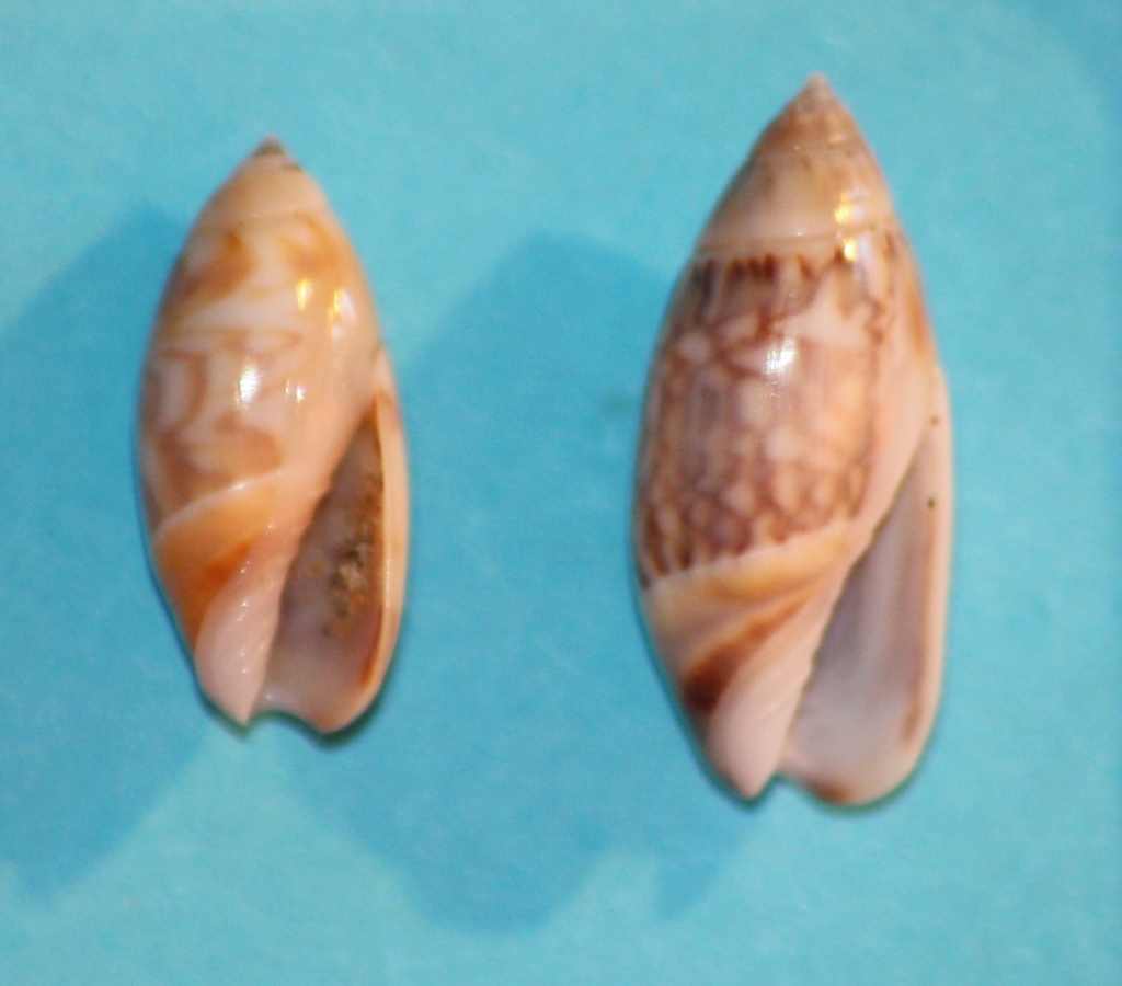 Olivella tergina - (Duclos, 1835) & Olivella salinasensis - Bartsch,1928 Img_1024