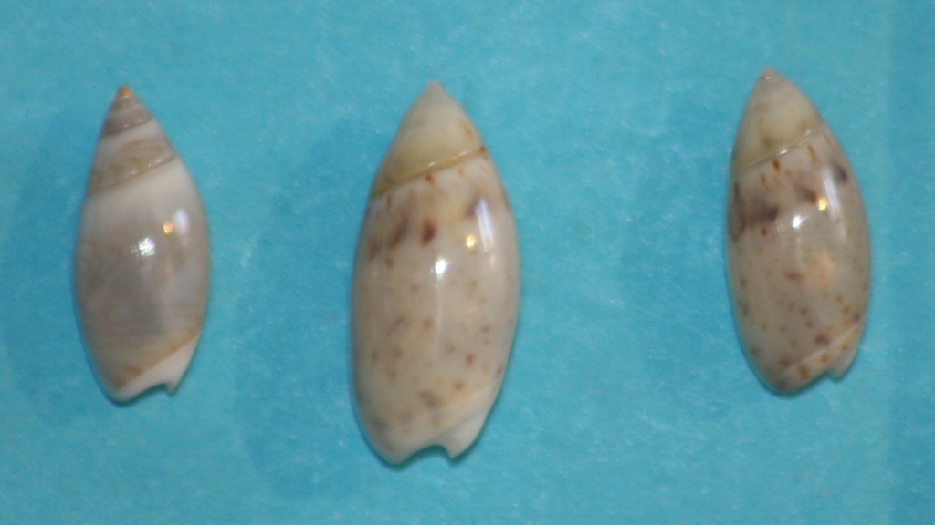 Olivella pedroana (Conrad, 1856) Img_1313