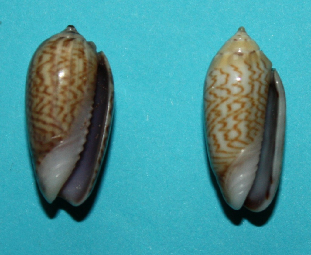 Oliva mucronalis Petuch & Sargent, 1986 Img_1817