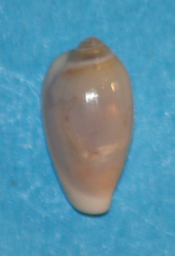 Hydroginella agulhasensis (Thiele, 1925) Img_1927