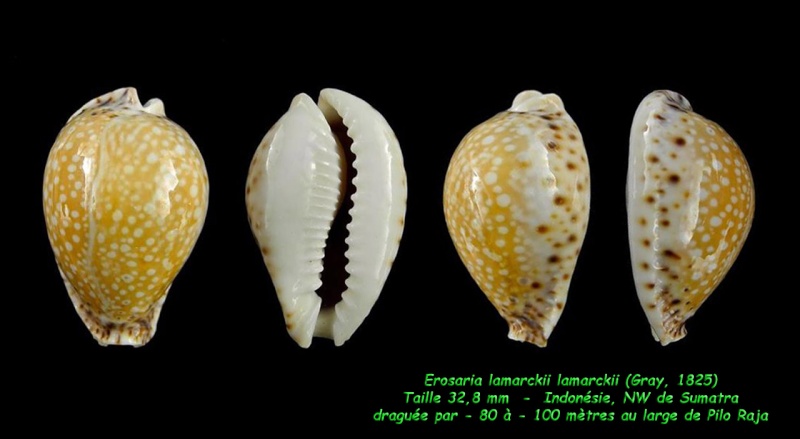 Naria lamarckii (J. E. Gray, 1825) - Sud ouest de la Thailande Lamarc10