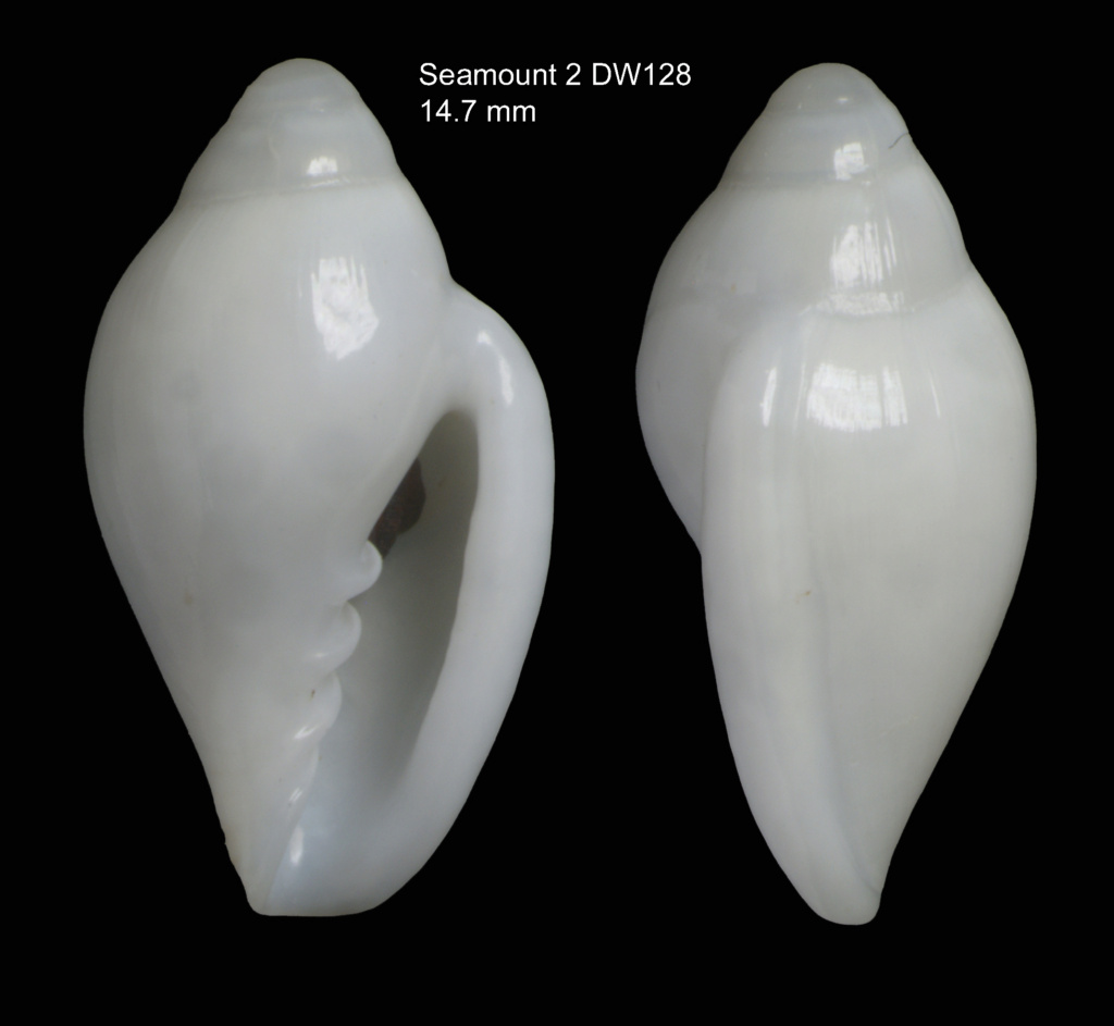 Marginella carmenae Ortega & Gofas, 2019 Margin22