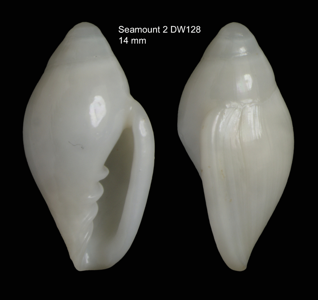 Marginella carmenae Ortega & Gofas, 2019 Margin23