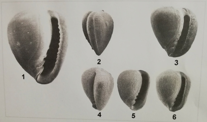 Marginellopsis margaritella (Faber, 2006) Margin37