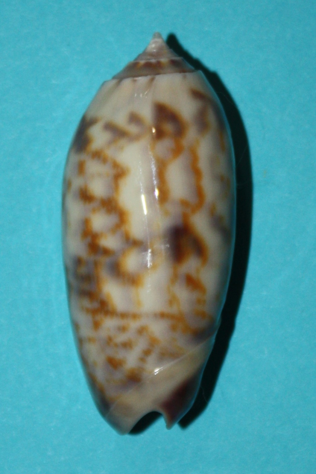 Miniaceoliva lamberti chloeae (Petuch & Myers, 2014) Miniac15