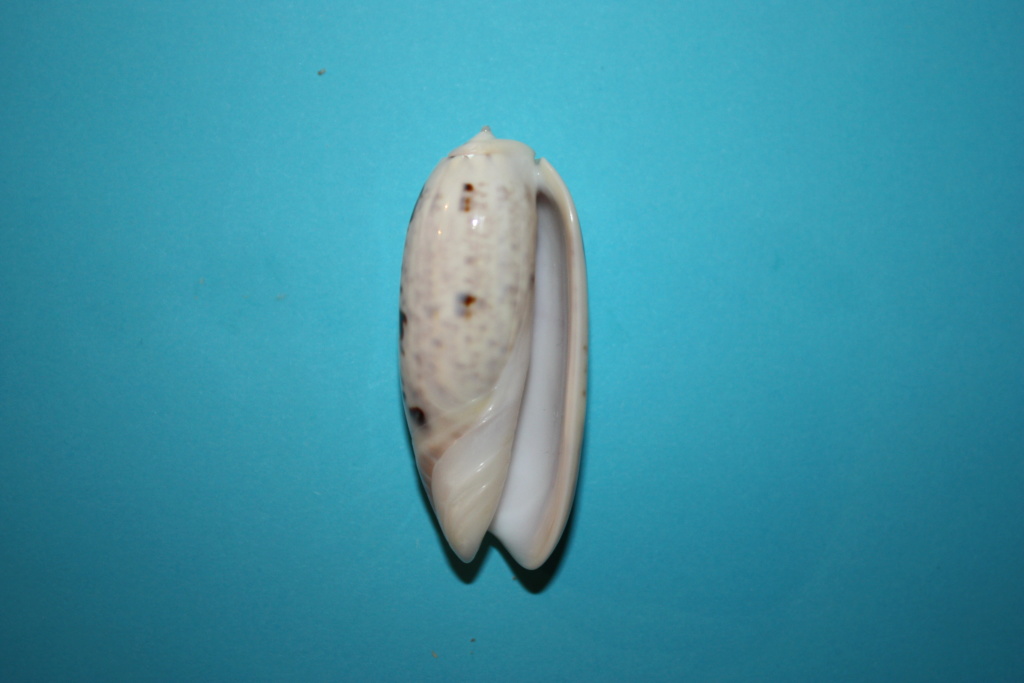 Miniaceoliva irisans irisans (Lamarck, 1811) - Worms = Oliva irisans irisans Lamarck, 1811 Miniac32