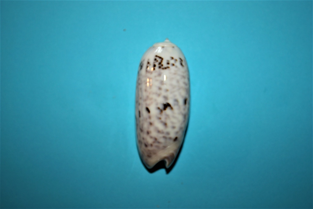 Miniaceoliva irisans irisans (Lamarck, 1811) - Worms = Oliva irisans irisans Lamarck, 1811 Miniac33