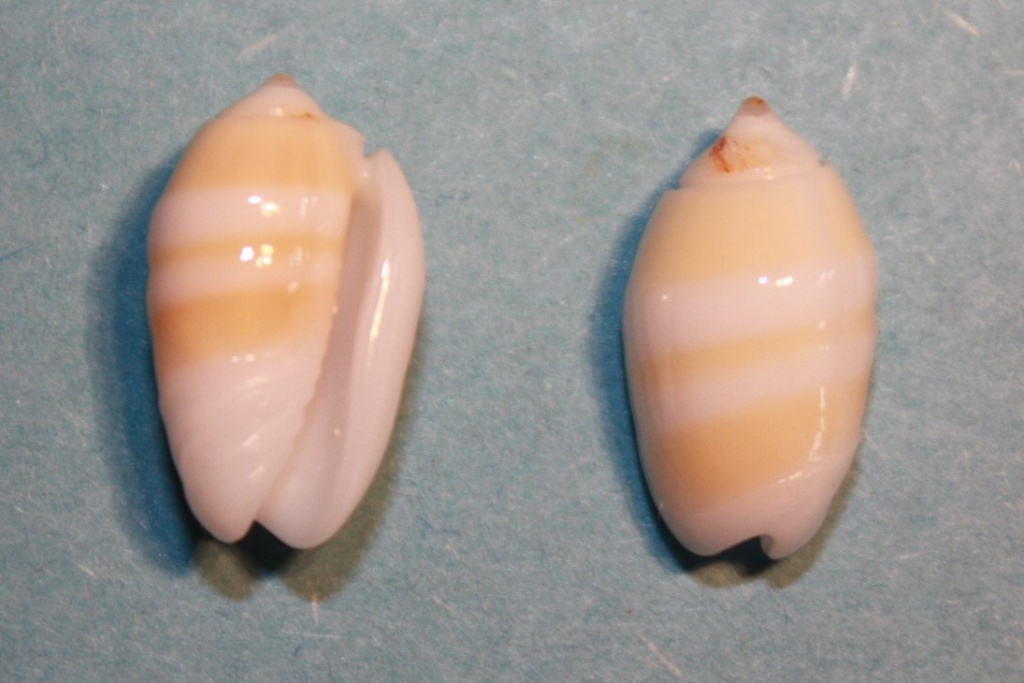 Galeola carneola f. kwajaleinensis (da Motta, 1985) - Worms = Oliva carneola (Gmelin, 1791) Oliva_17