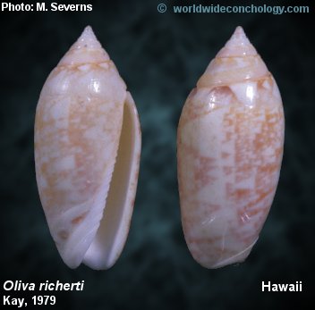 Olividae Omogymna - Le genre, ses espèces, la planche Oliva_28