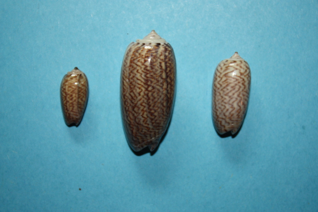 Oliva mucronalis Petuch & Sargent, 1986 Oliva_32