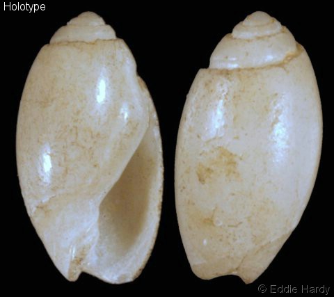 Olivella vitilia (Watson, 1882) Olivel12