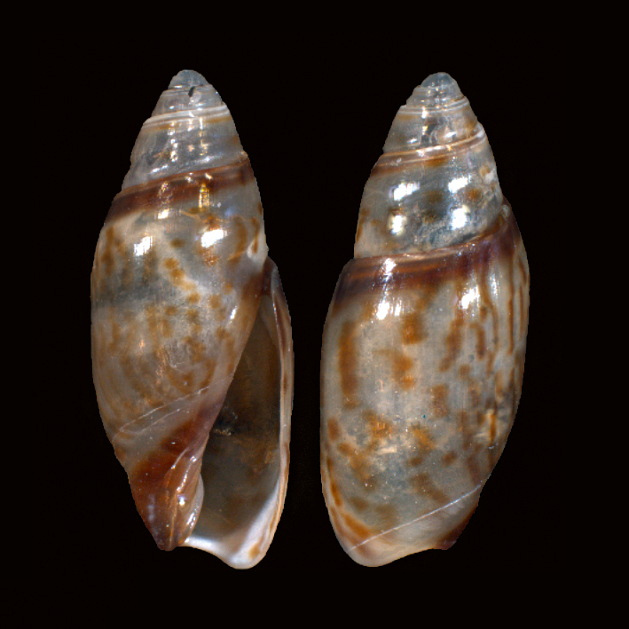 Olivella hyalina Raven & Recourt, 2018 Olivel14
