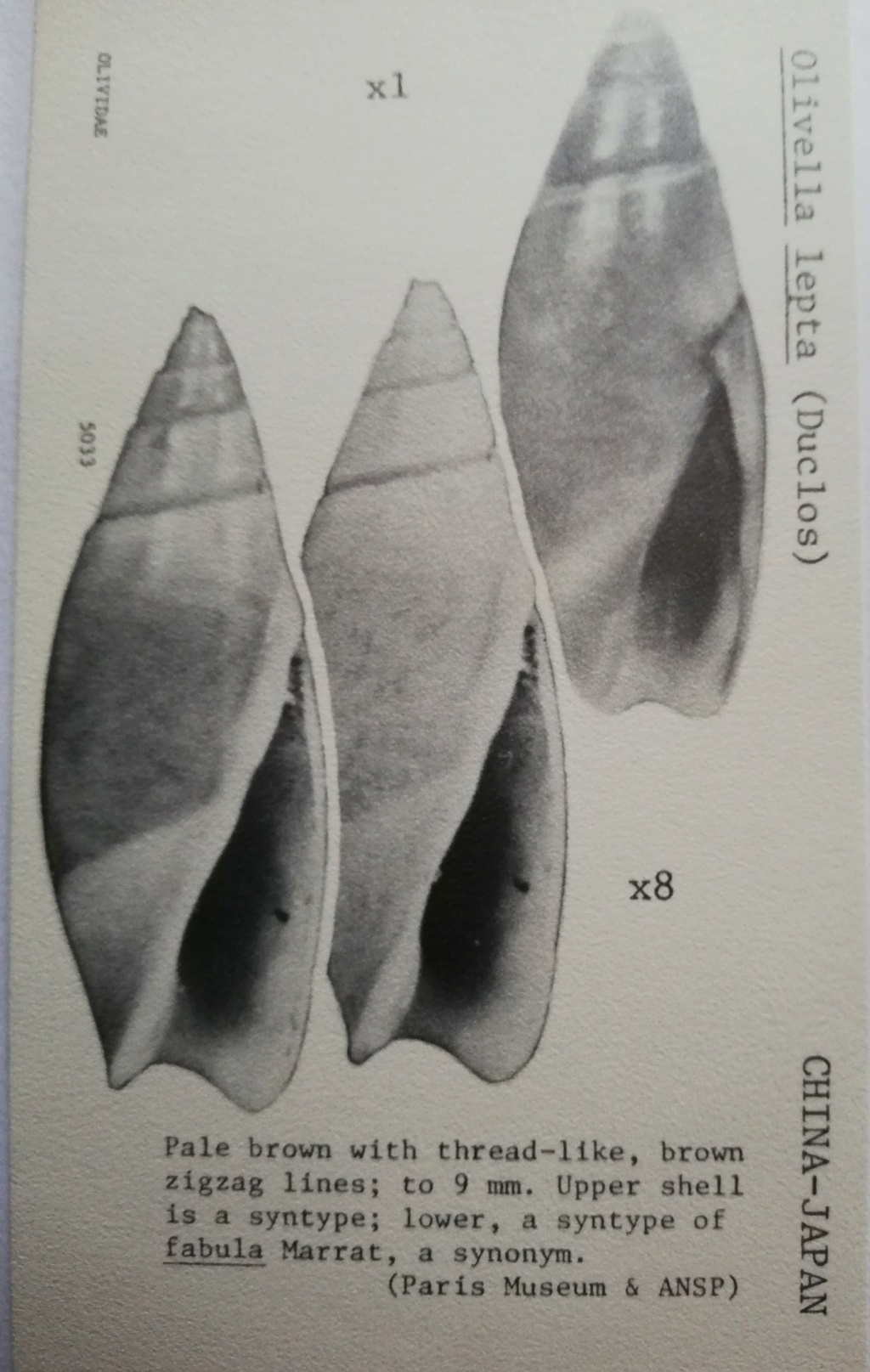 Olivella fulgurata (A.Adams & Reeve, 1850) Olivel18